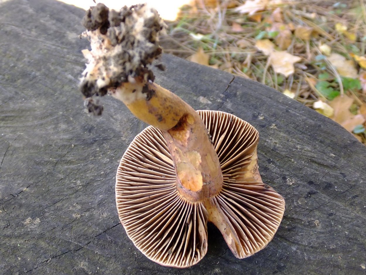 Гриб мокруха