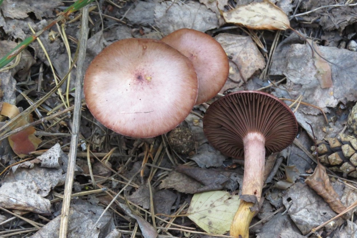 Пластинчатый гриб мокруха