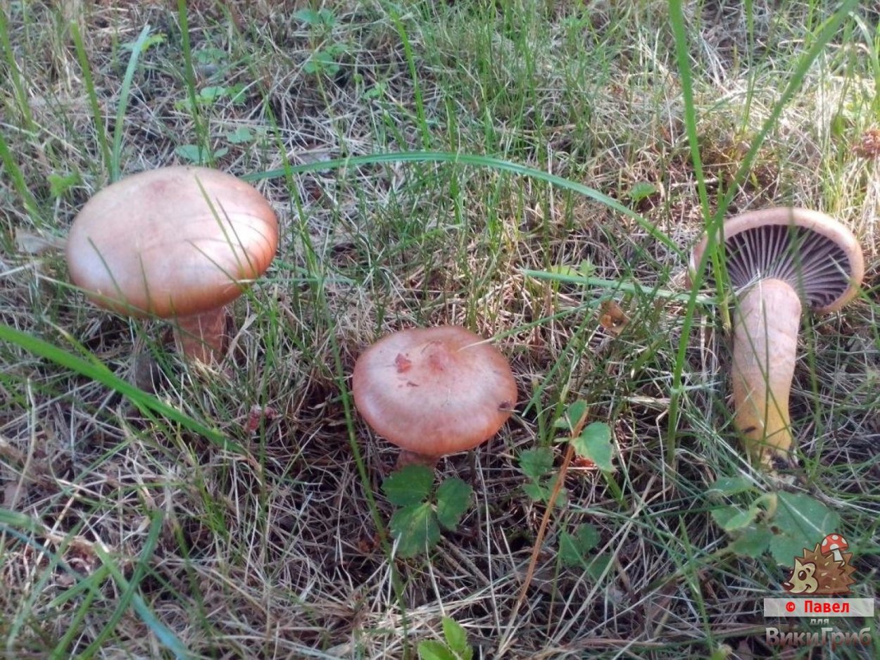 Мокруха войлочная