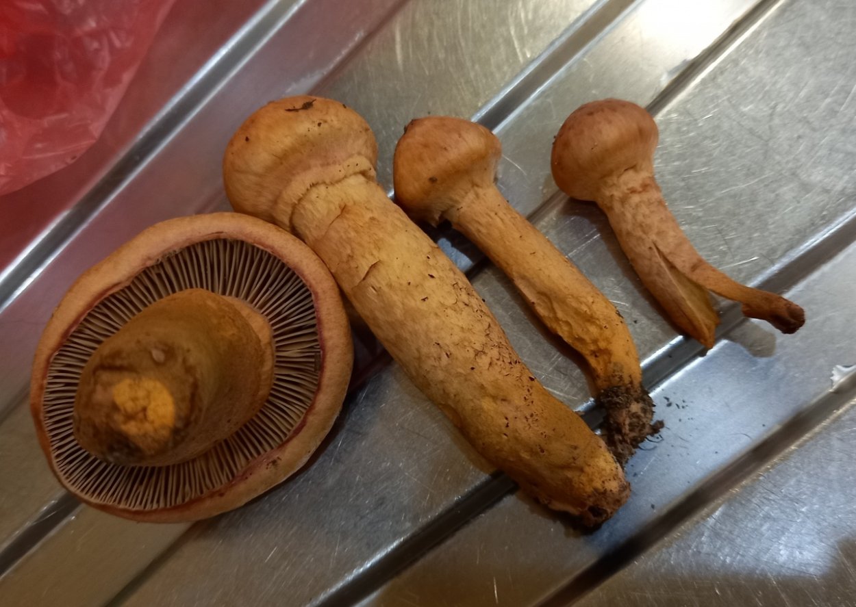 Мокруха пурпуровая (Chroogomphus rutilus)