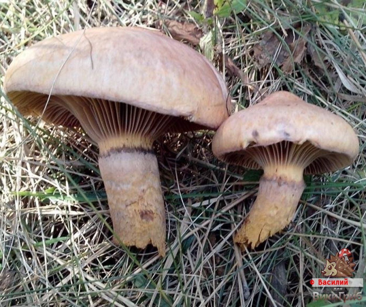 Гриб мокруха Сосновая гриб мокруха Сосновая