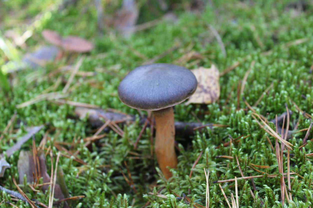 Никита мокруха