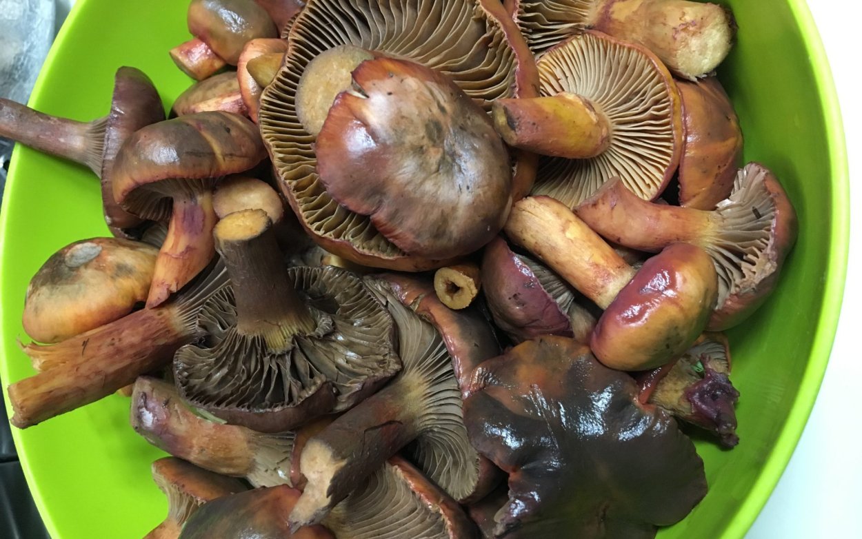 Мокруха Сосновая пурпуровая