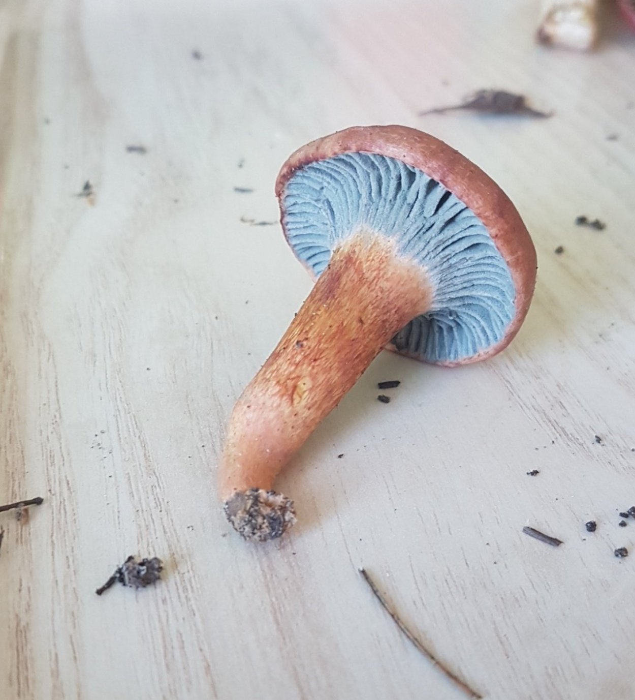 Грибы Крыма мокруха пурпурная