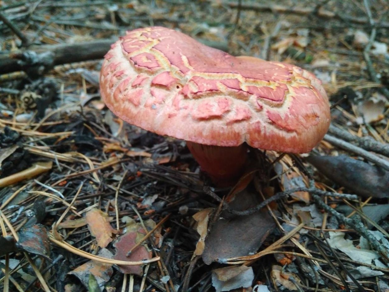 Гриб мокруха пурпуровая