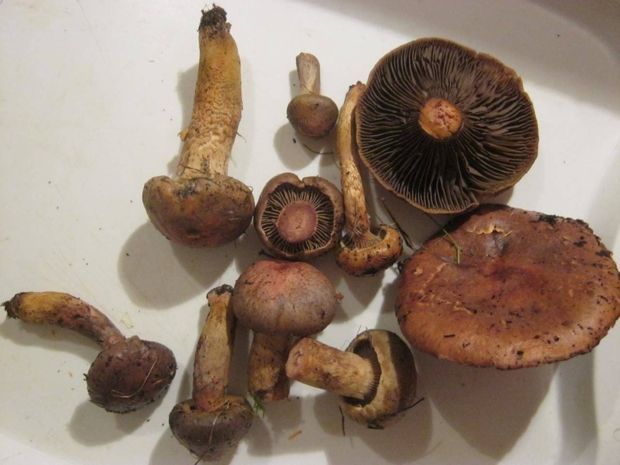 Гриб мокруха пурпуровая