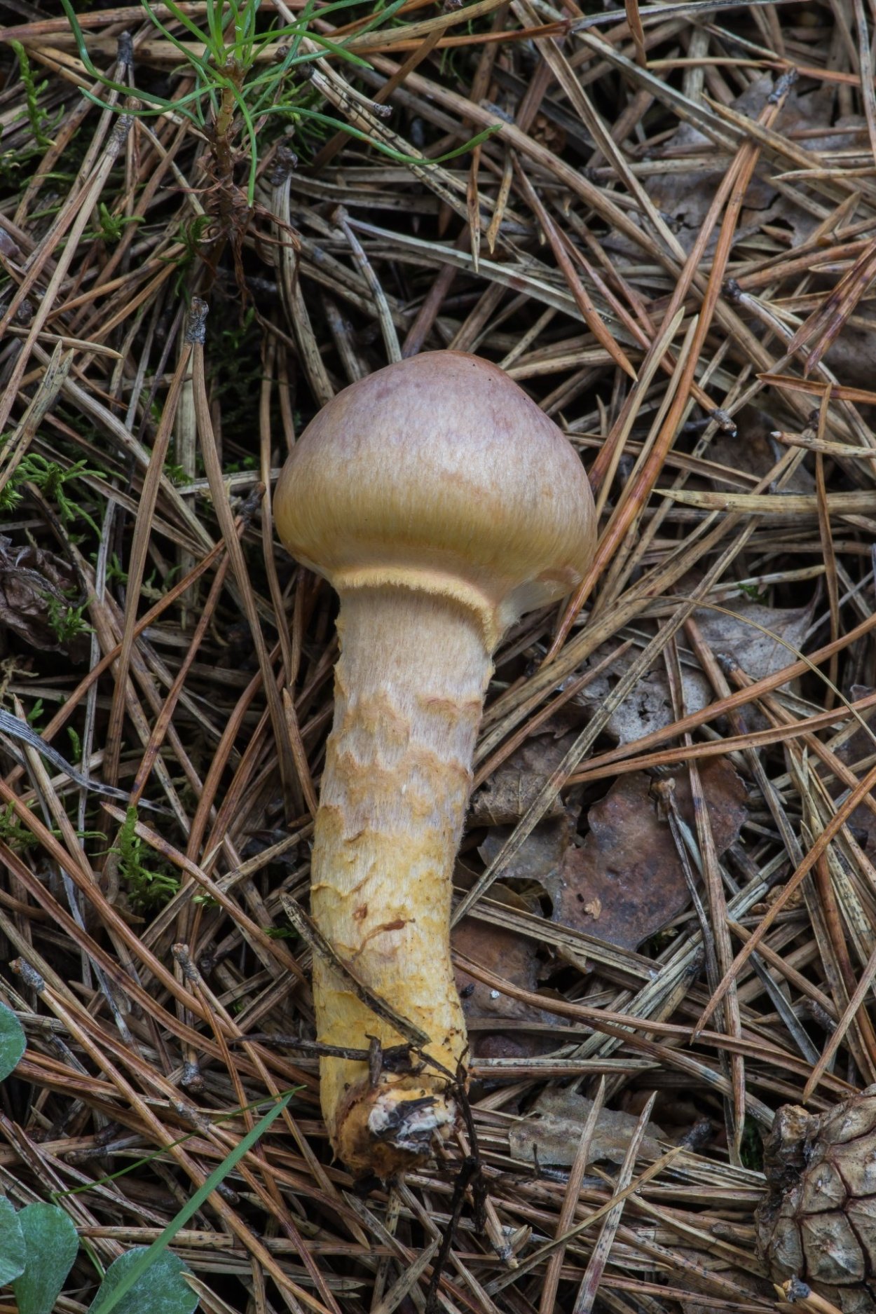 Мокруха пурпуровая Вишневский