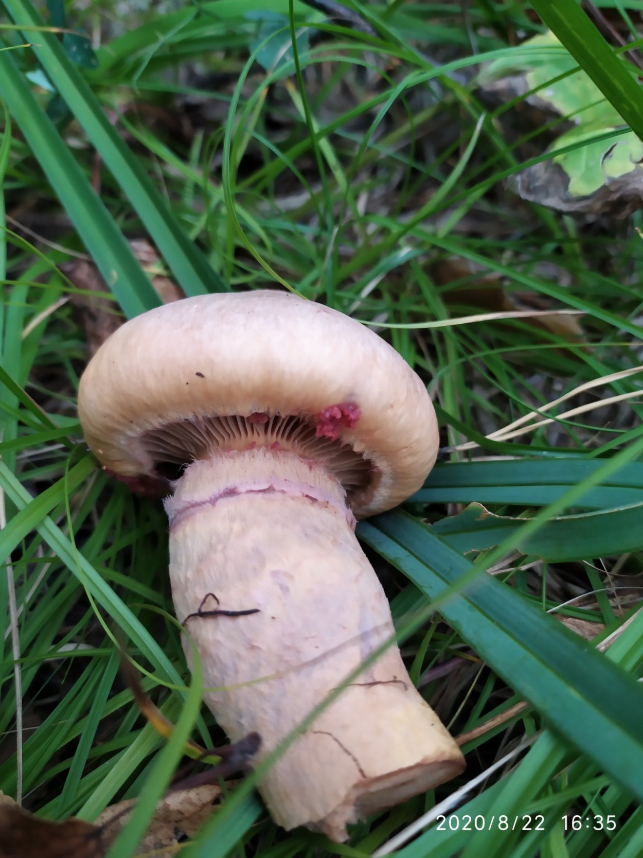 Гриб мокруха пурпуровая