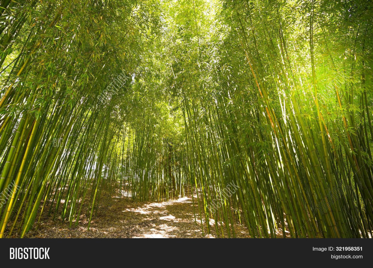 Bamboo Cities