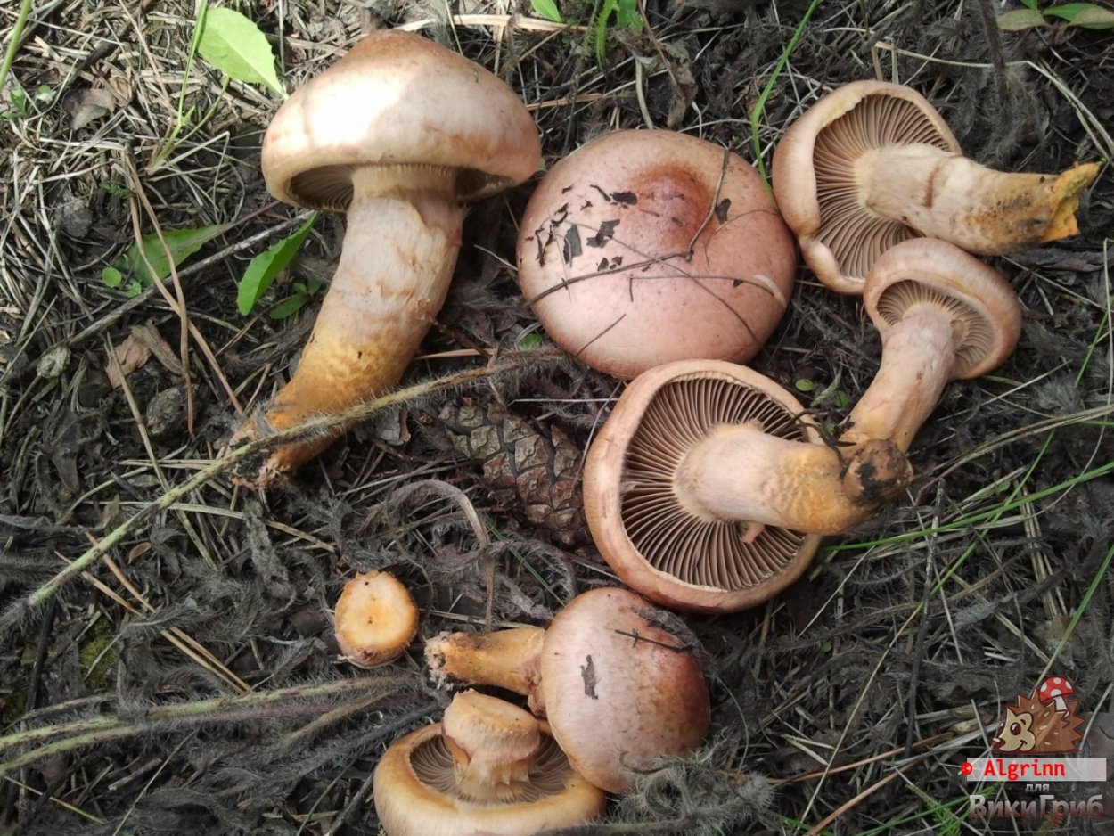 Мокруха Еловая ядовитые двойники