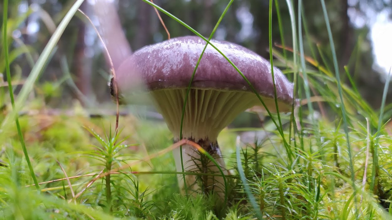 Мокруха розовая гриб