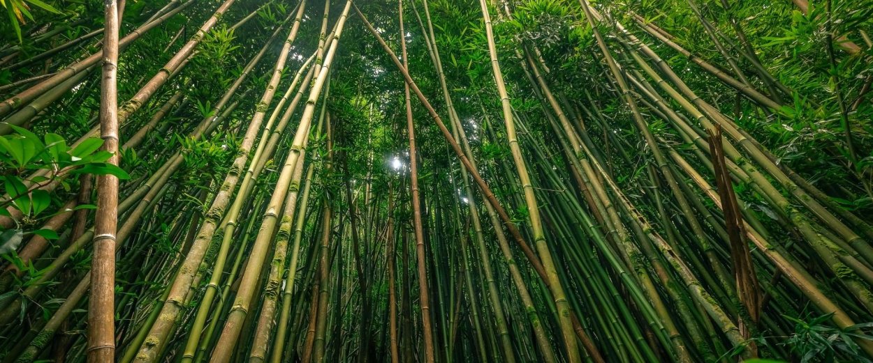 Бамбуковая трава