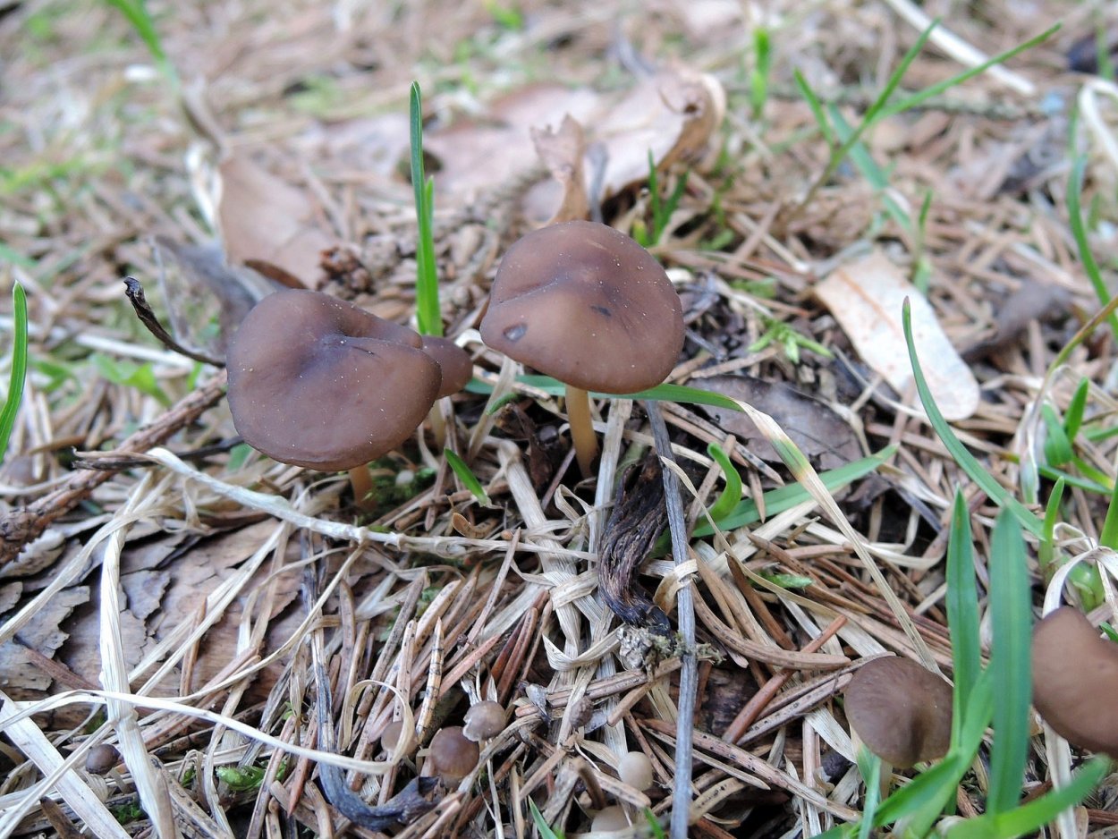 Грибы растущие в еловых лесах