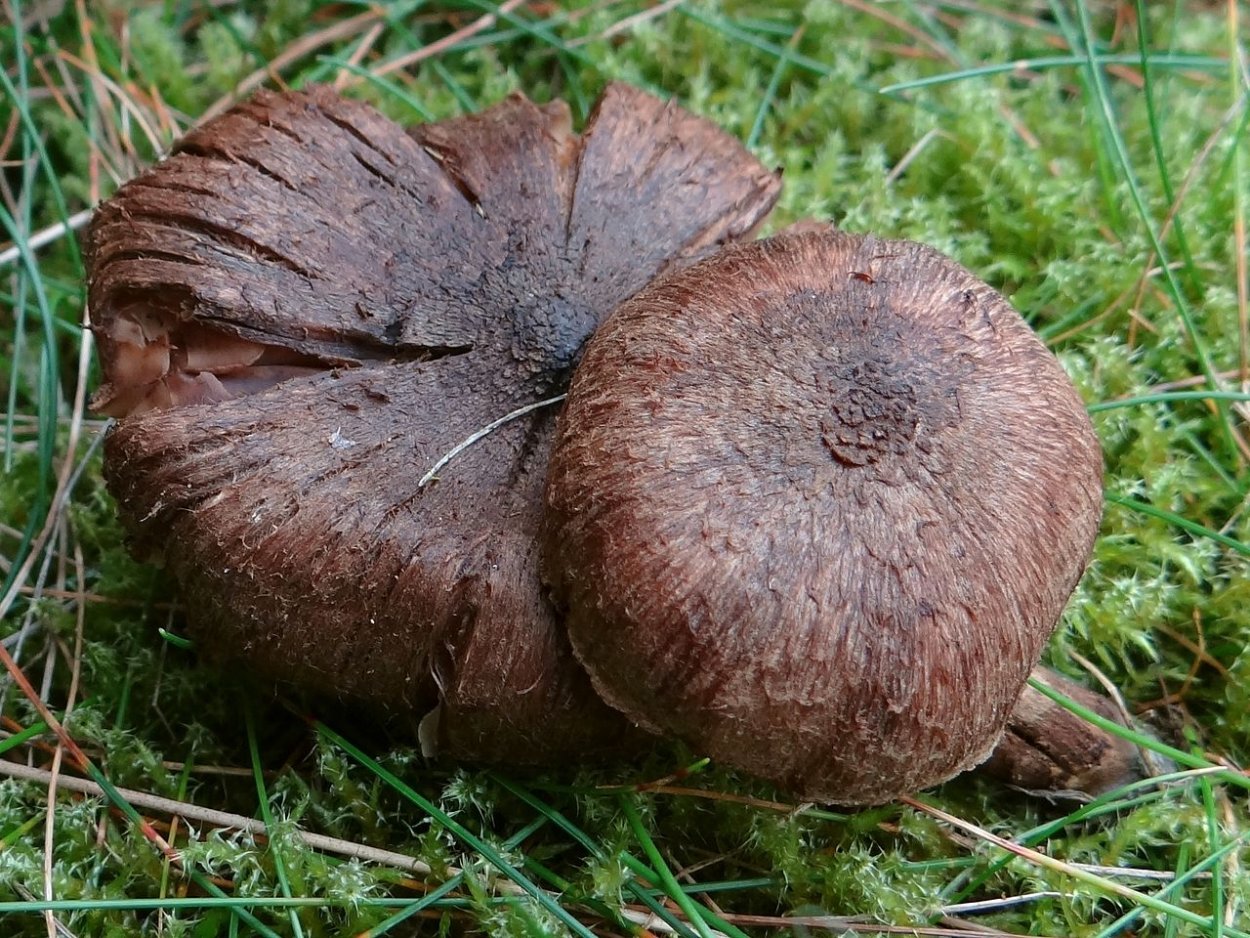 Волоконница разорванная (Inocybe lacera)