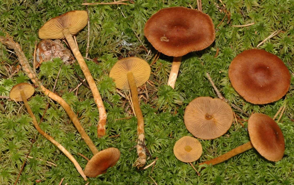 Паутинник коричный (Cortinarius cinnamomeus)
