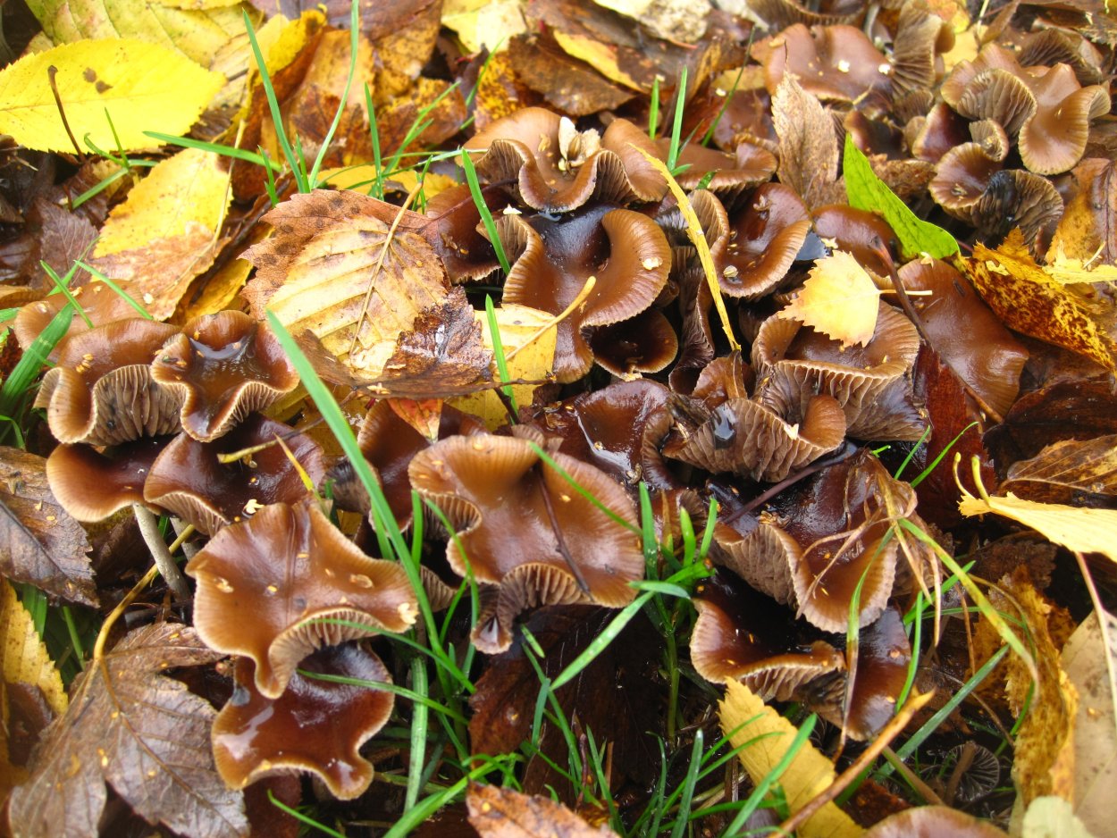 Маленькие коричневые грибы