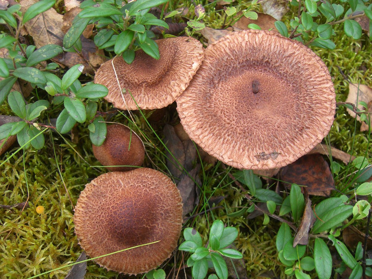 Рядовка бородатая гриб