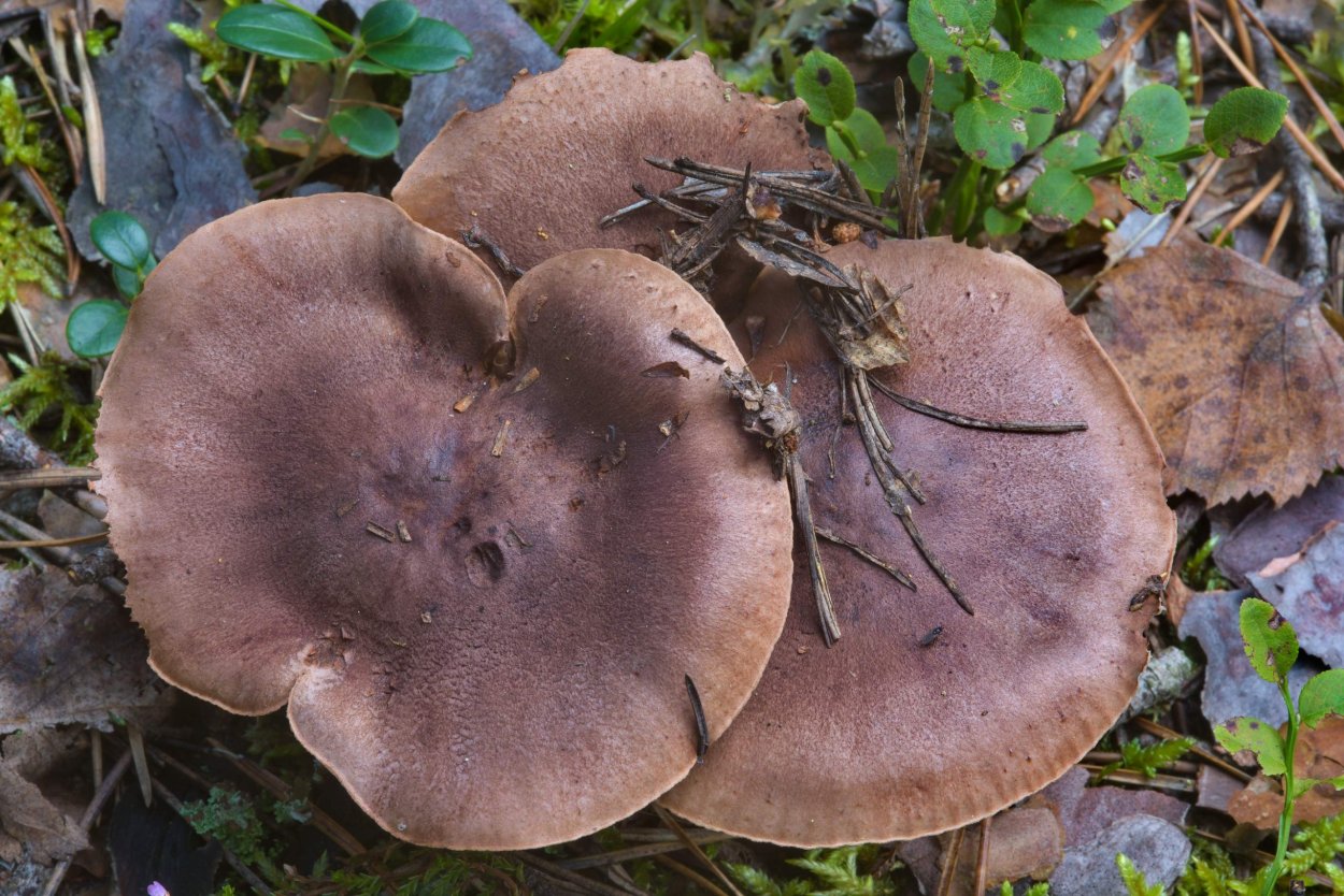 Рядовка бело-коричневая съедобная