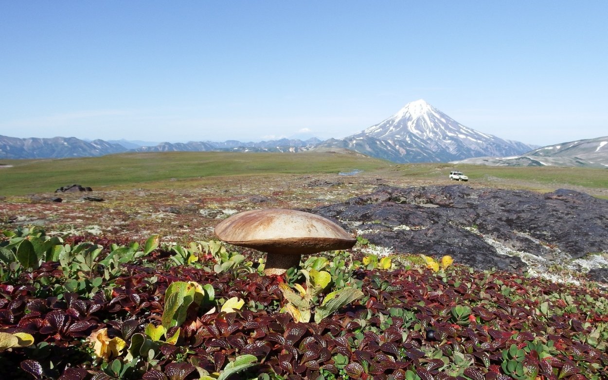 Подосиновики в Мурманской области