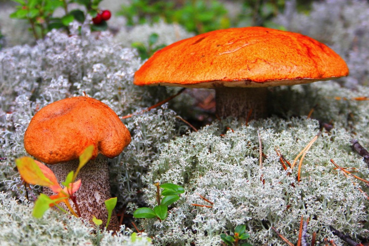 Ямал тундра ягоды грибы