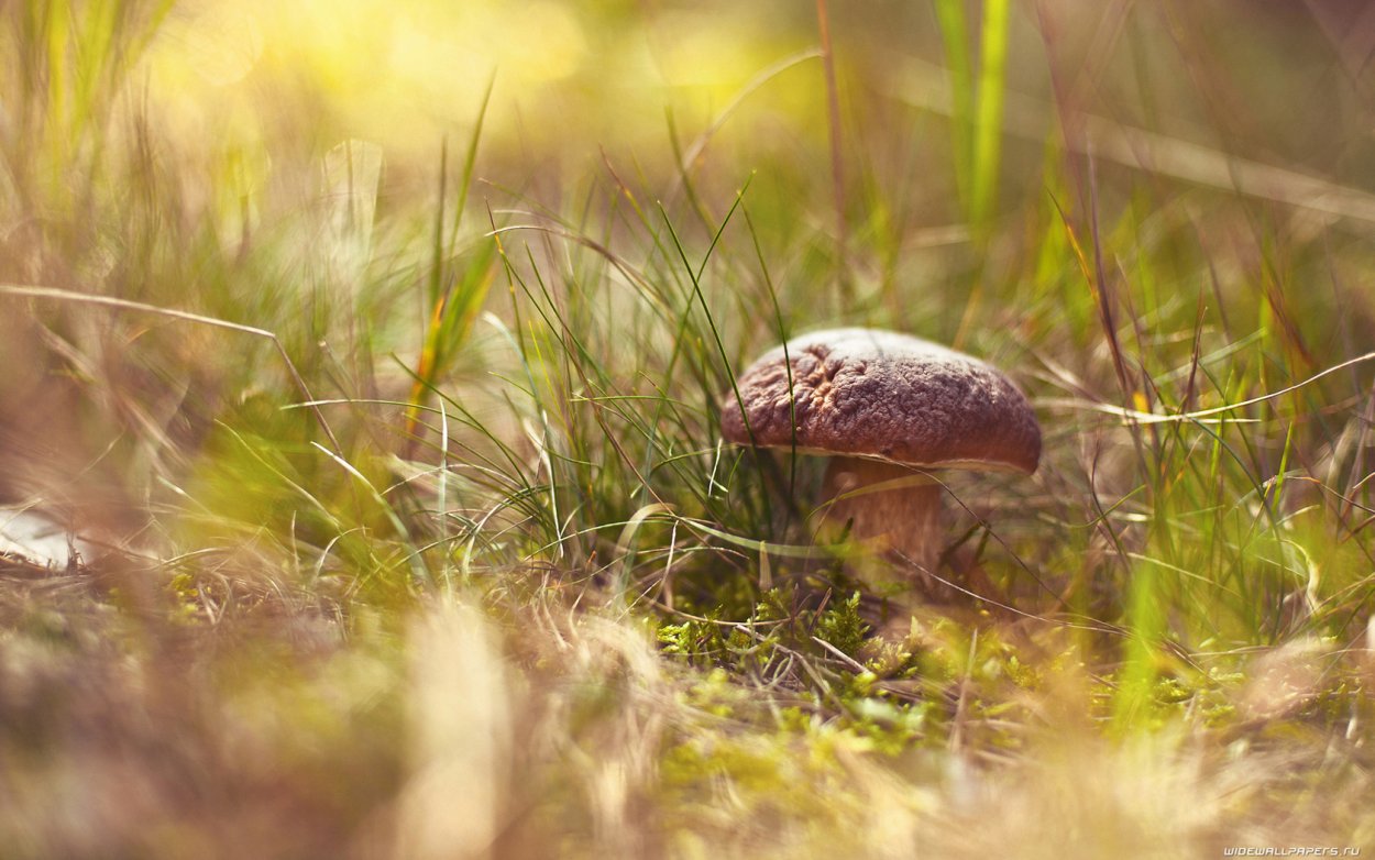 Грибы в тумане