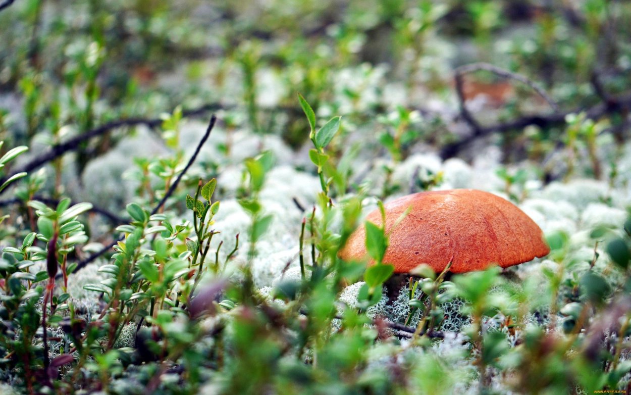 Мурманский берег Кольского полуострова