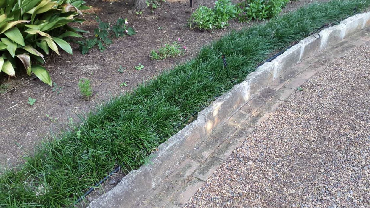 Офиопогон бордюр