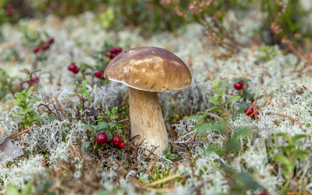 Ямал тундра ягоды грибы