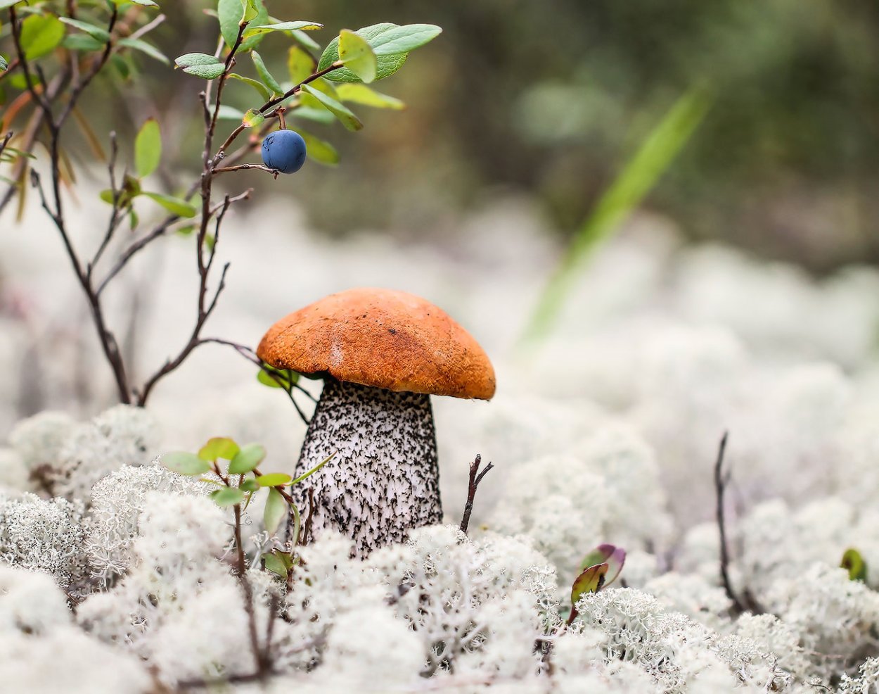 Грибы в еловом лесу