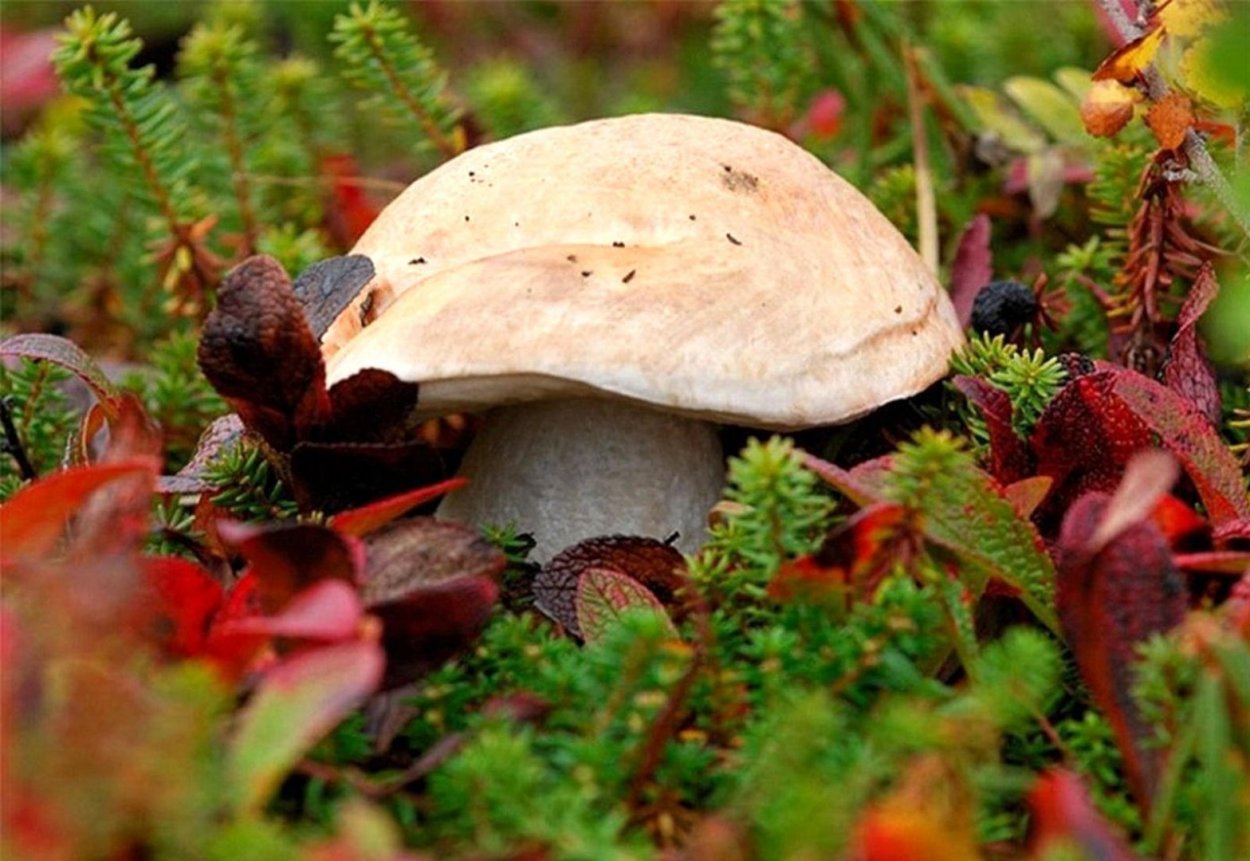 Боровик Волчий Boletus Lupinus