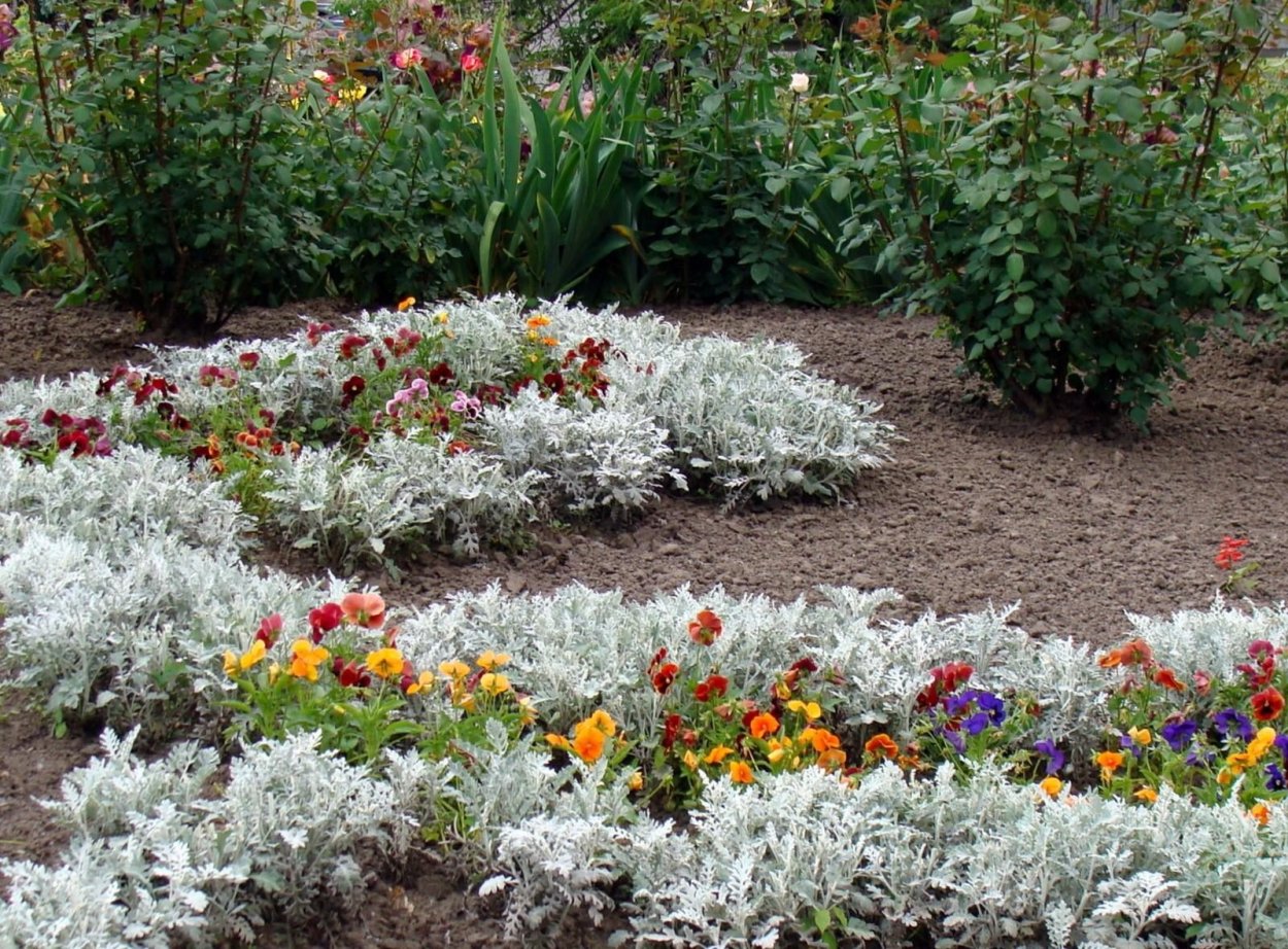 Виола и цинерария на клумбе