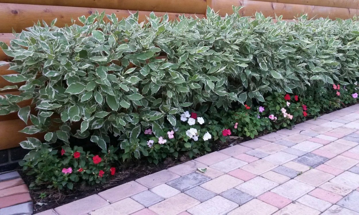 Дерен белый Элегантиссима изгородь