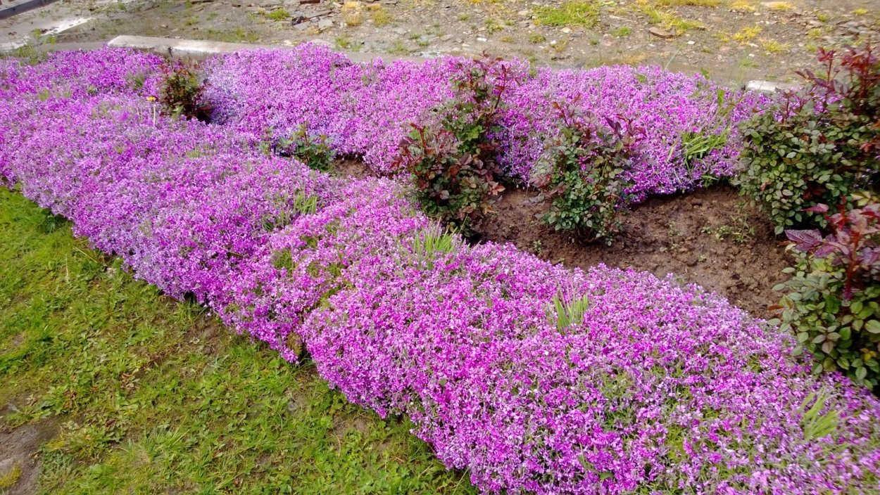 Флокс шиловидный бордюрный