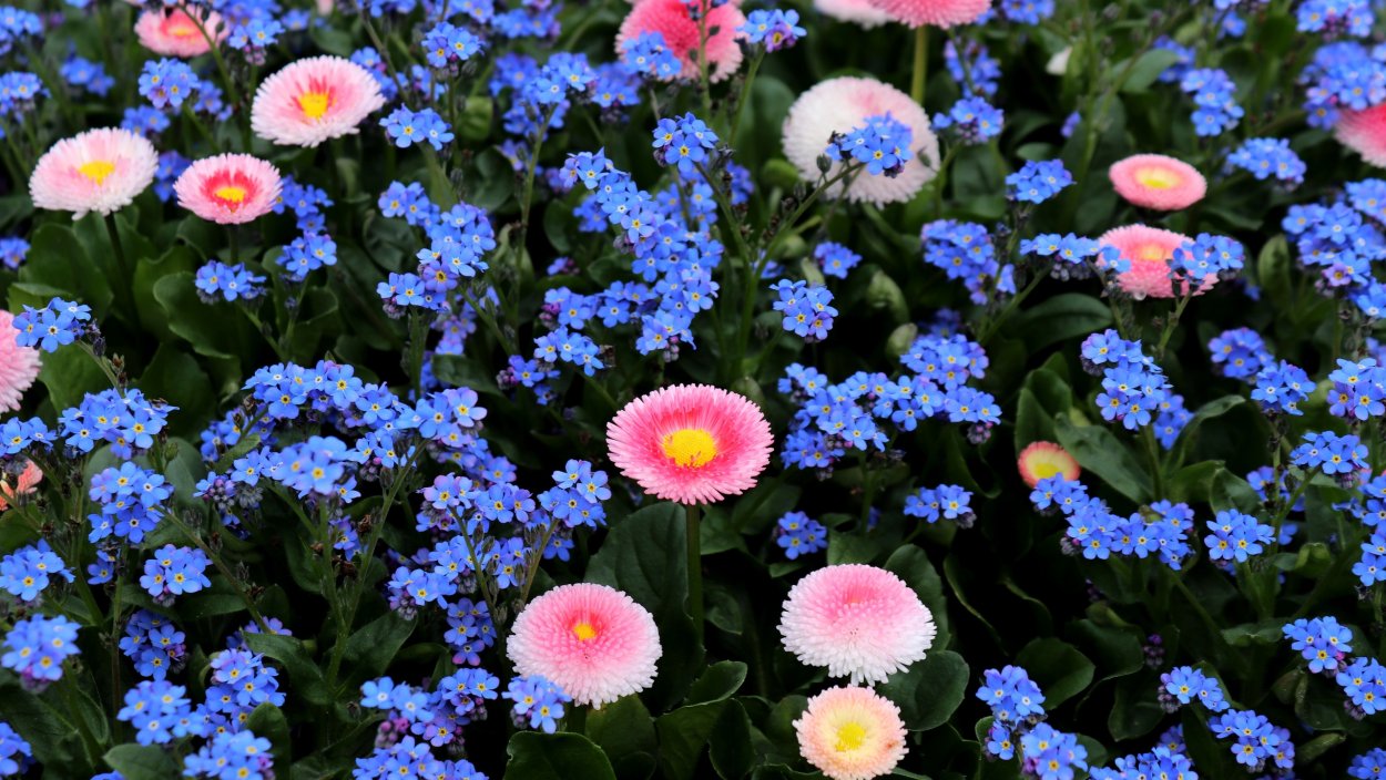 Виола с маргаритками