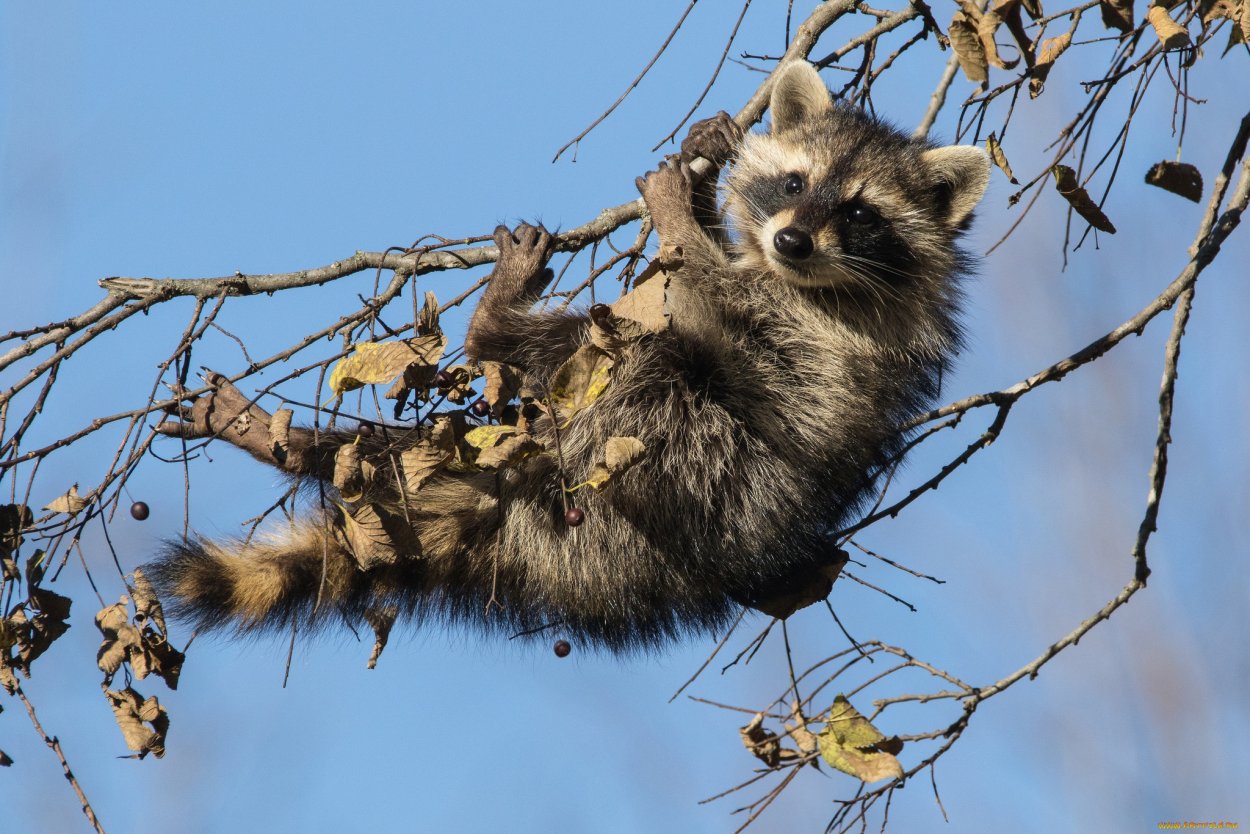 Енот полоскун на дереве