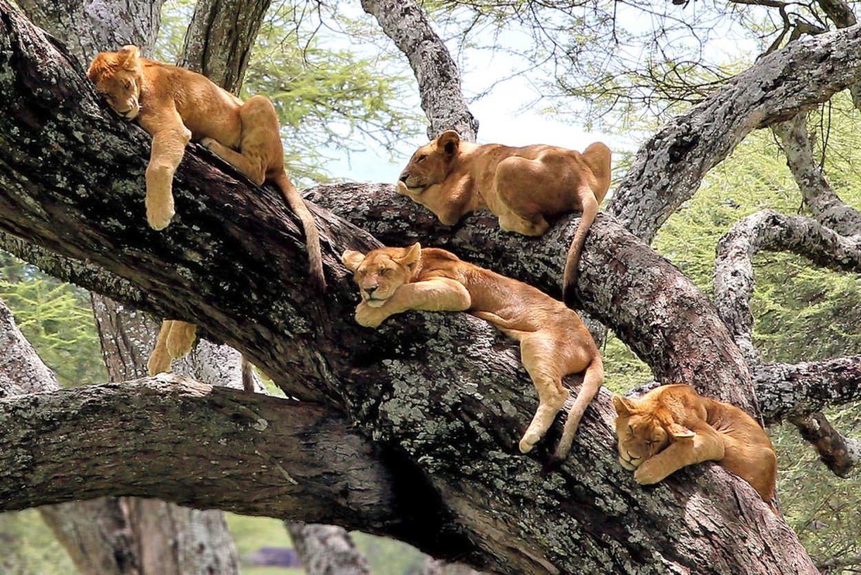 Национальный парк озера Маньяра львы на деревьях