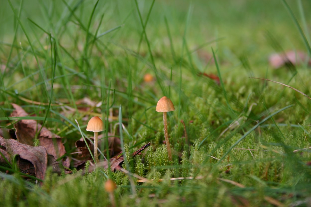 Грибы на лугу