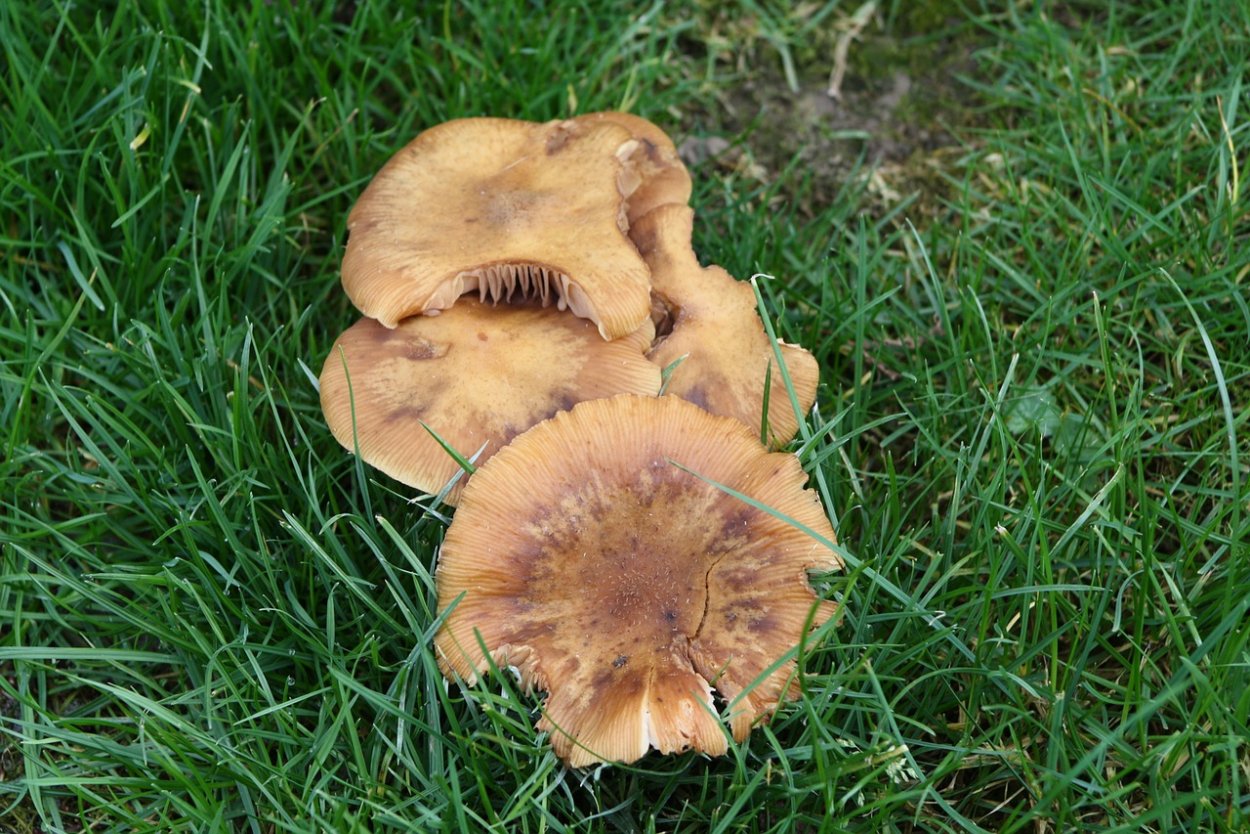 Луговые грибы названия