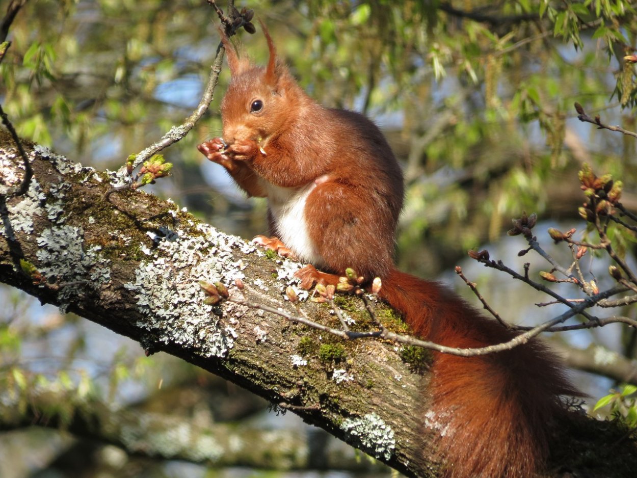 Белка телеутка ареал