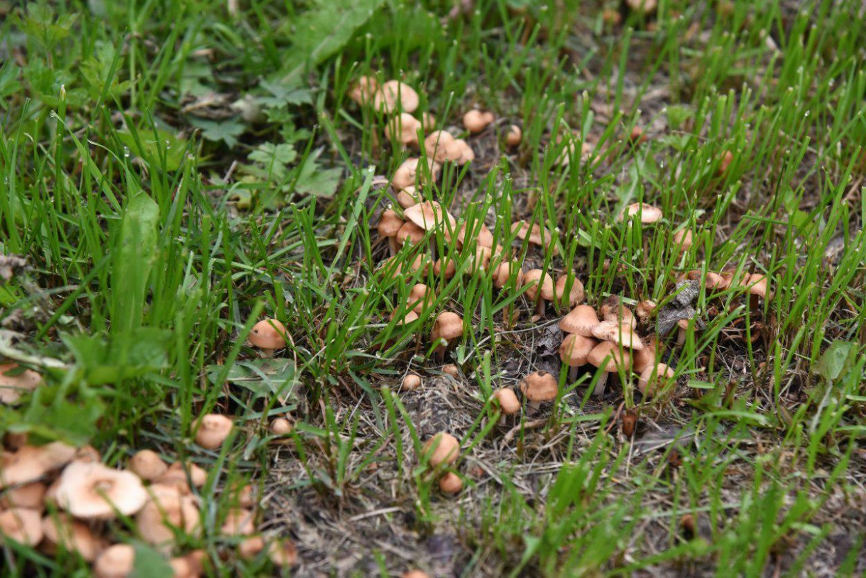 Опенок Луговой на газоне