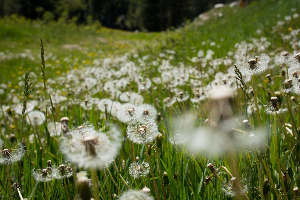 Одуванчики в траве