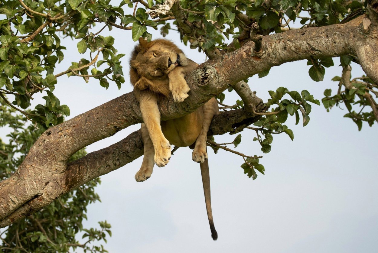 Лев спит на дереве