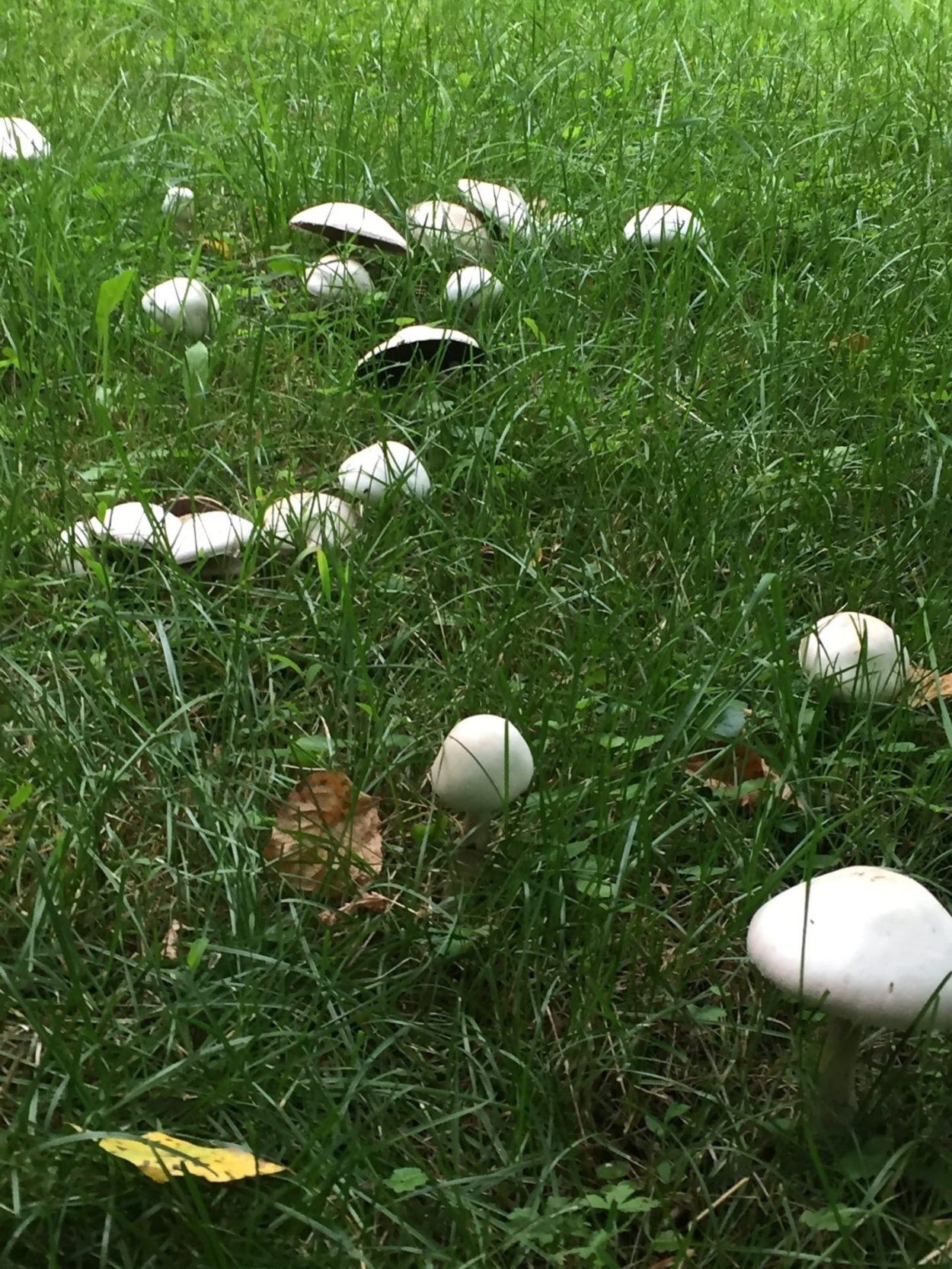 Грибы растущие на полях