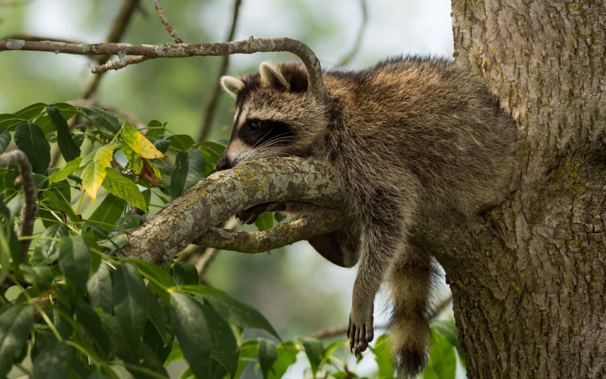 Енот полоскун на дереве