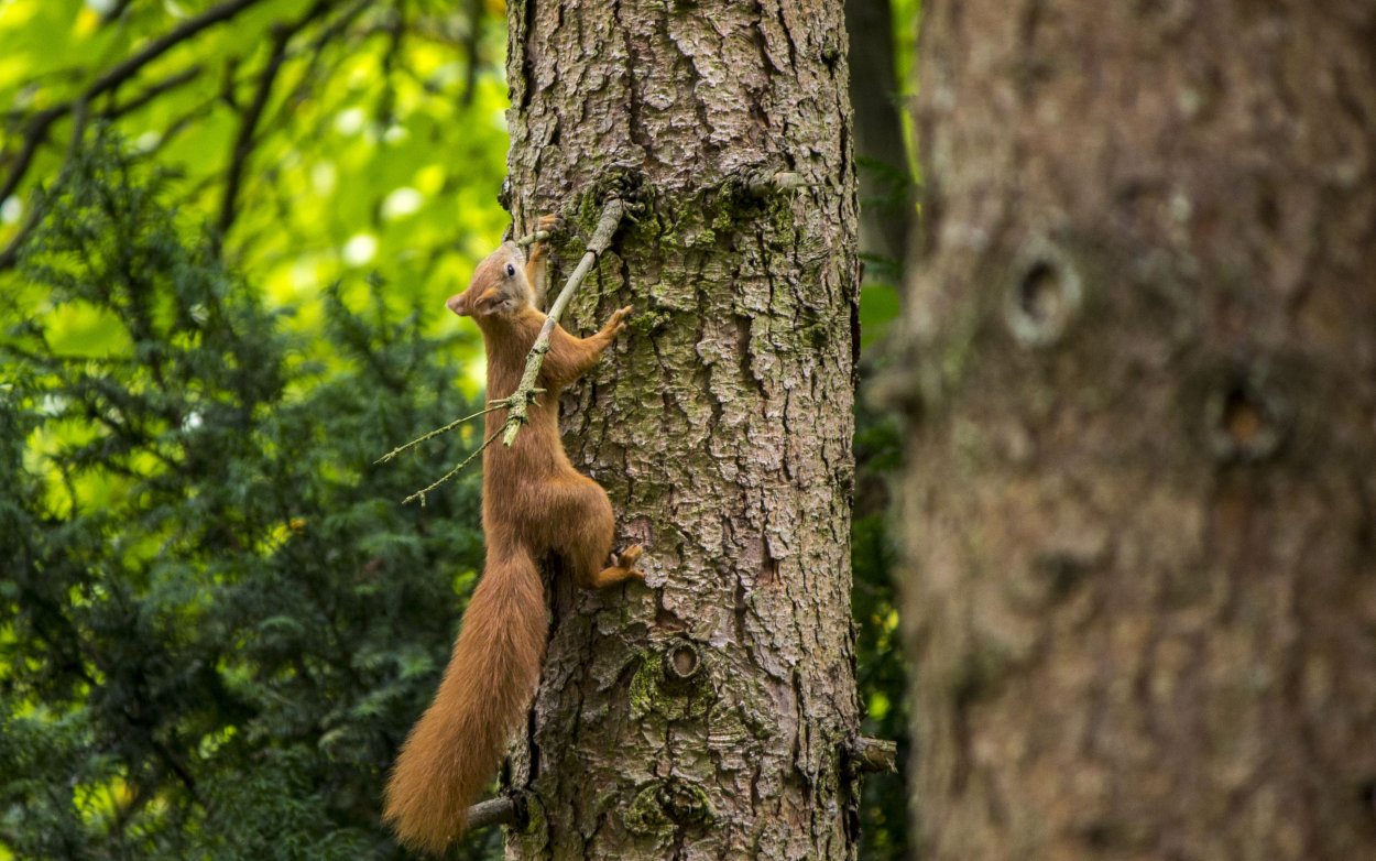 Животные на дереве
