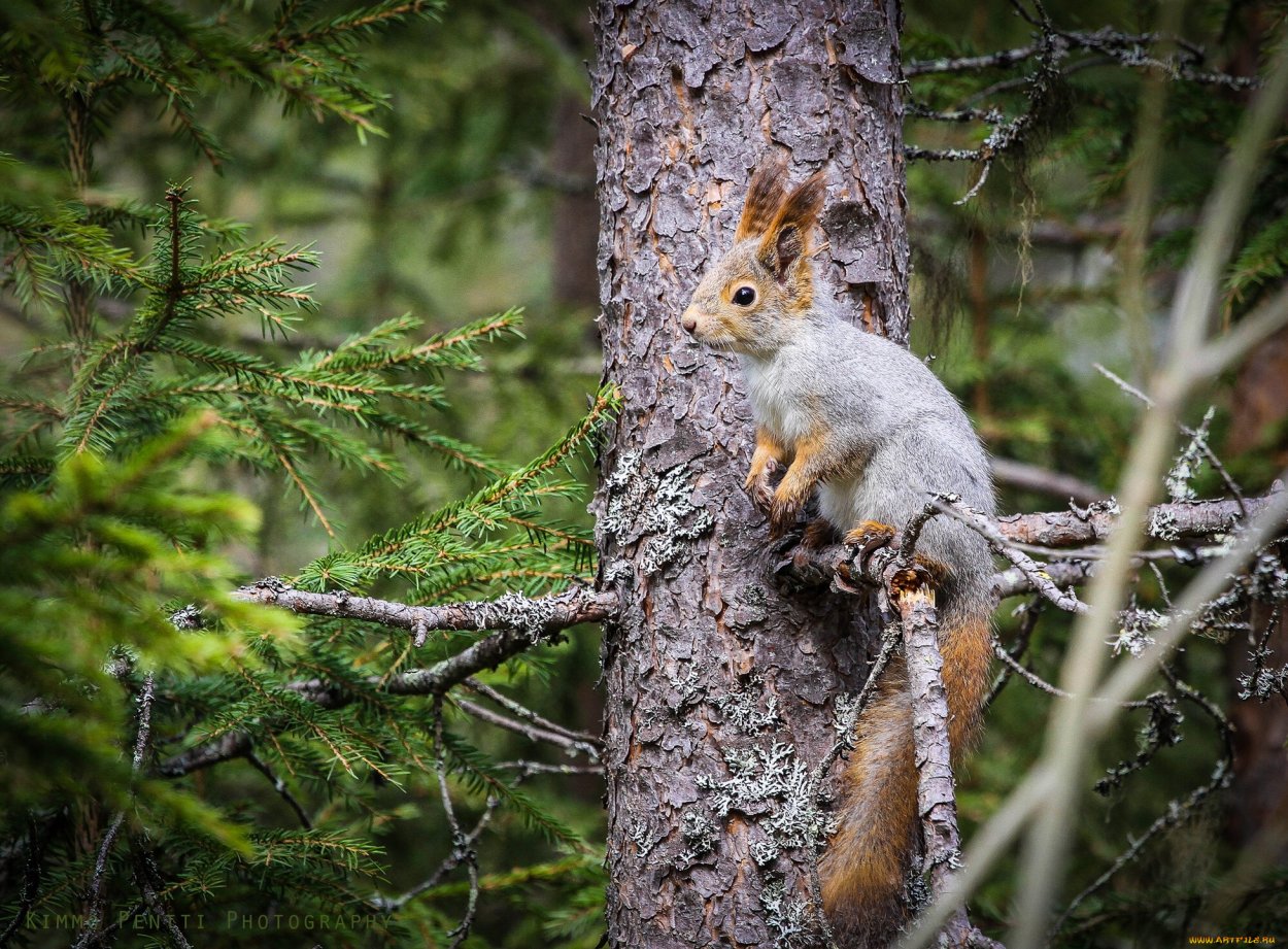 Животные хвойного леса