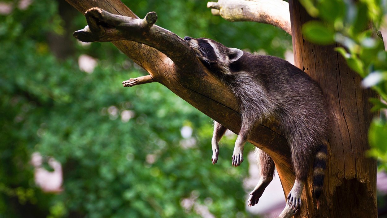 Лапка енота веток