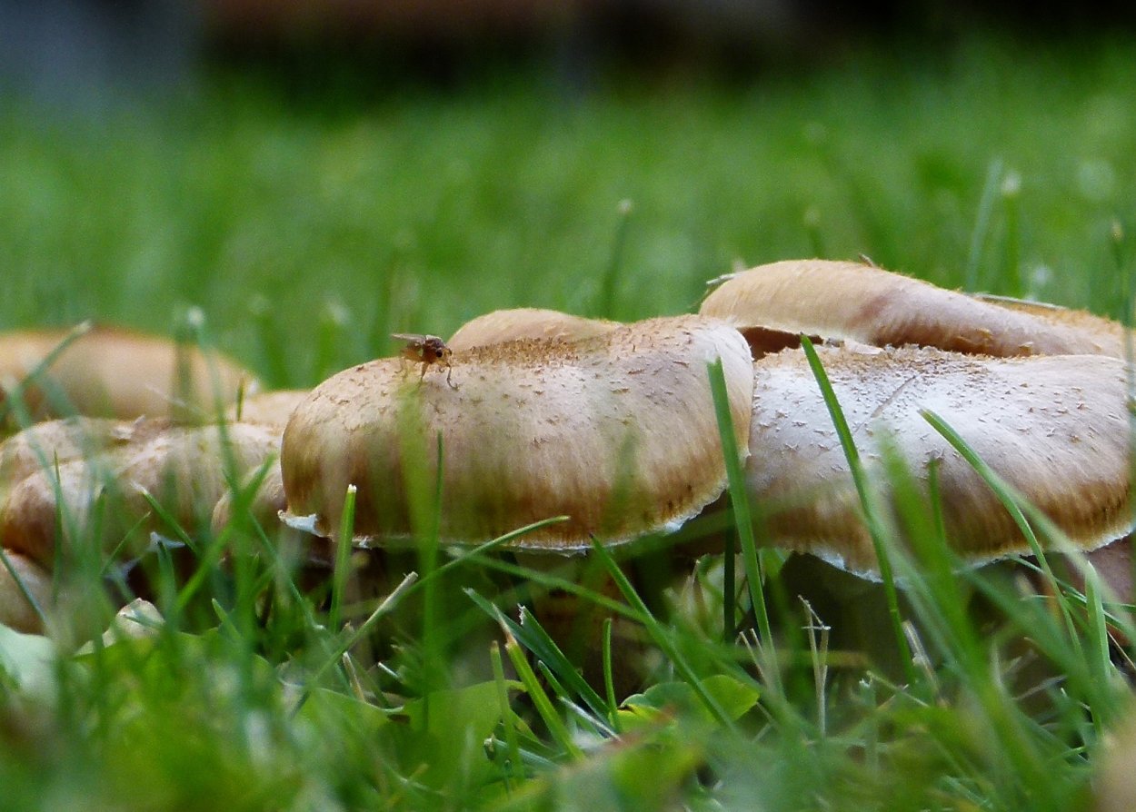 Грибы растущие в траве семьями