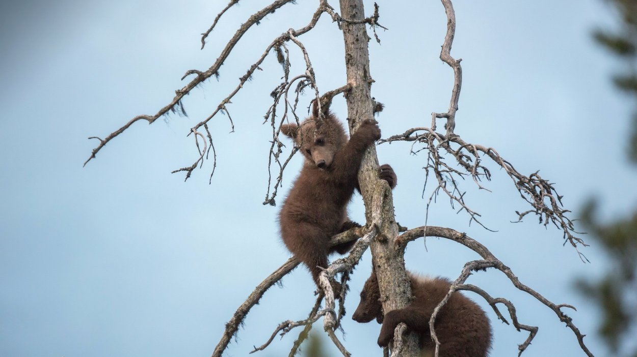 Медведь и береза