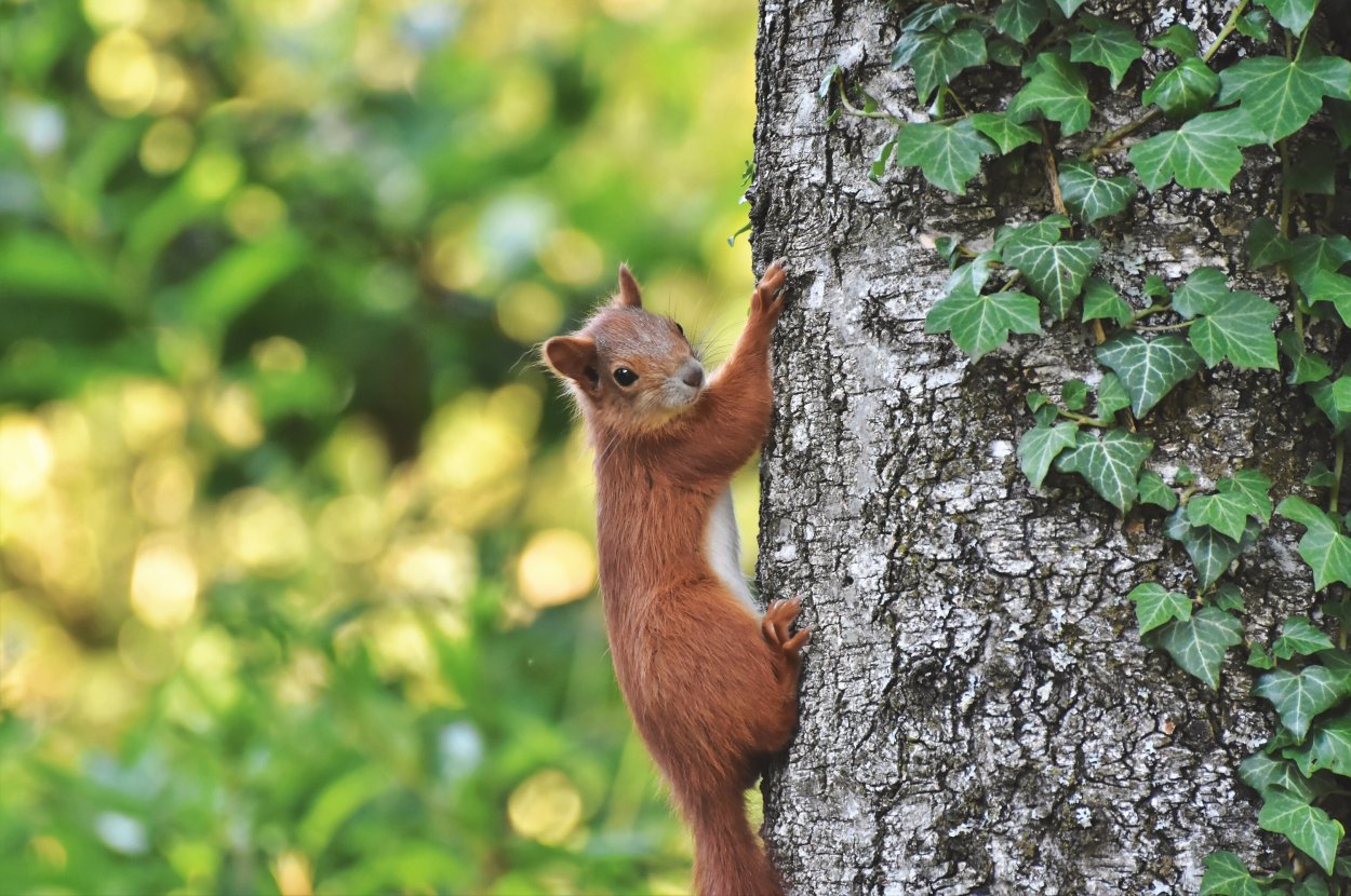 Белка на дереве
